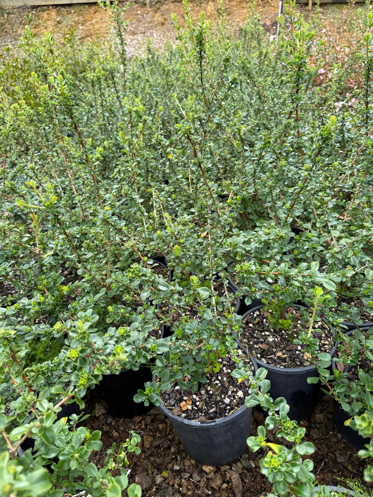 Escallonia 'Apple Blossom'