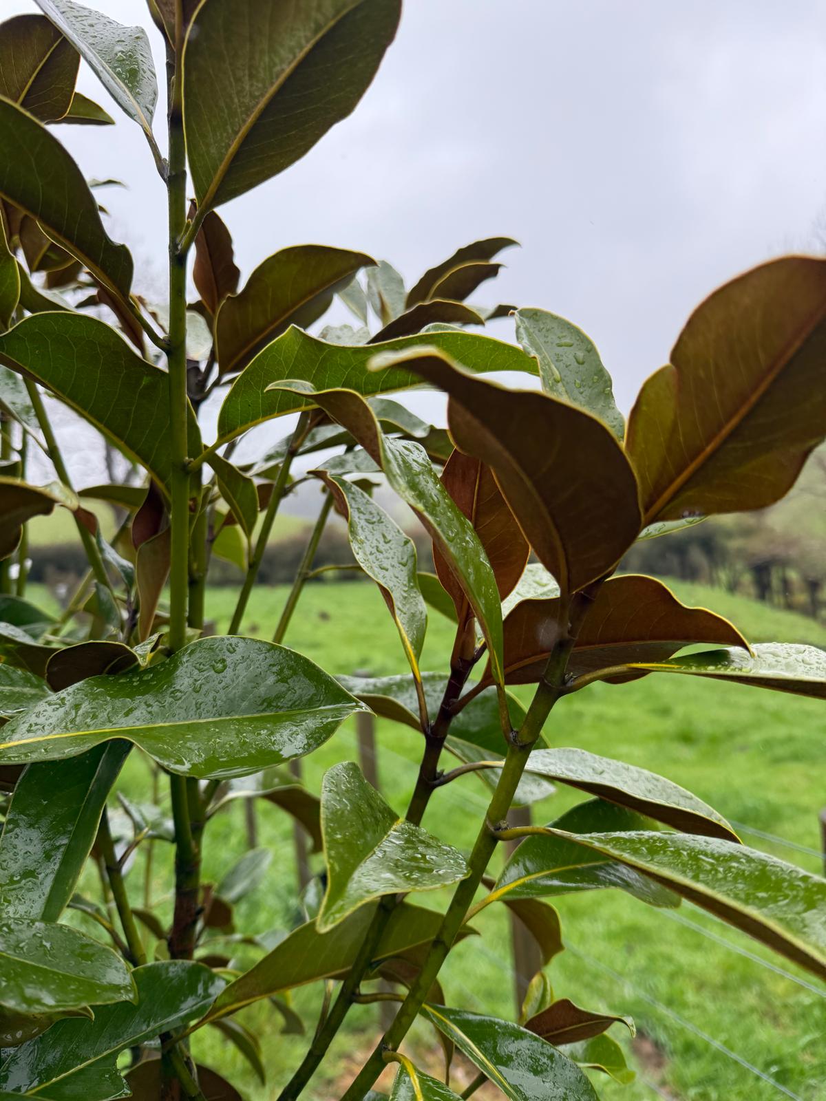 Magnolia ‘Little Gem’