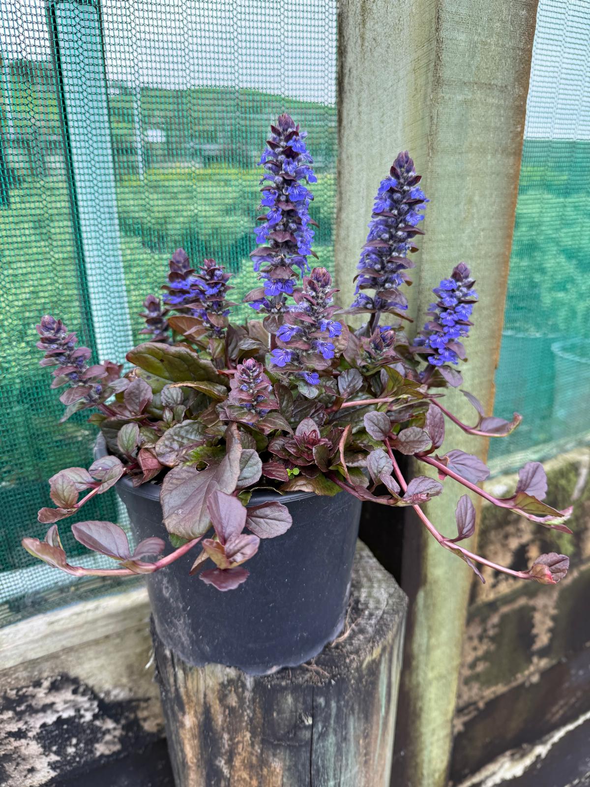Ajuga 'Catlins Giant'