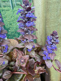 Ajuga 'Catlins Giant'
