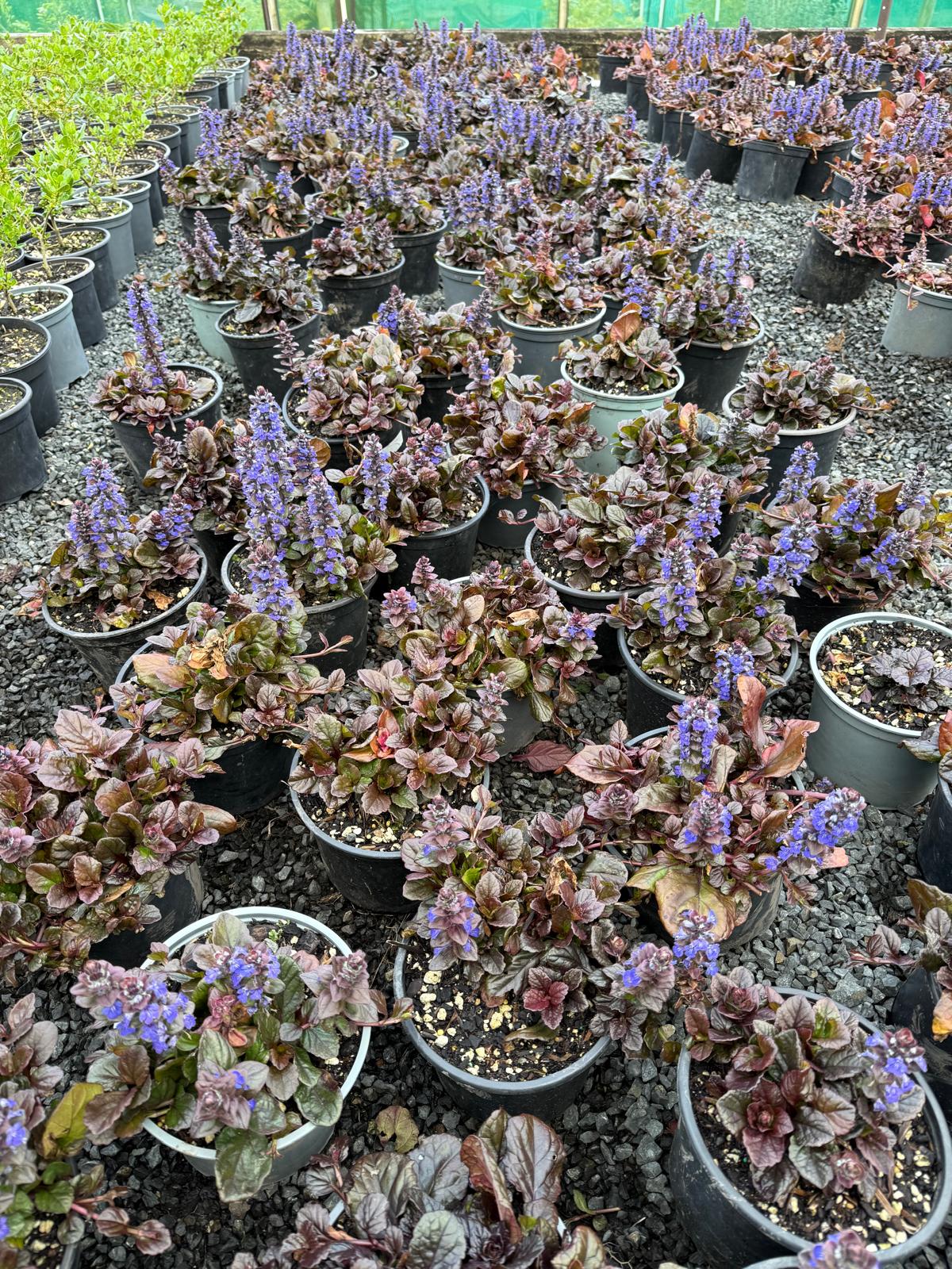 Ajuga 'Catlins Giant'