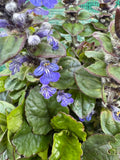 Ajuga 'Jungle Beauty'