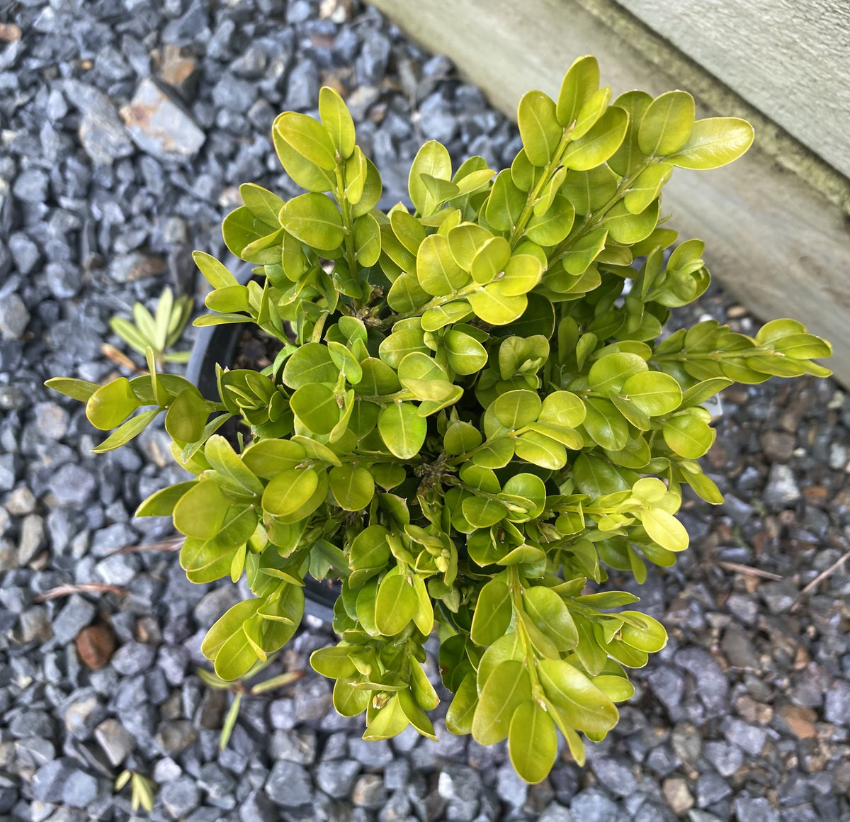 thumbnail image 2 of Green Gem Boxwood Shrub - Buxus 'Green Gem' Compact Evergreen Hedge Plant 2 of 12