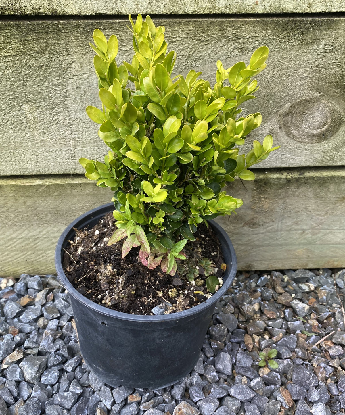 Green Gem Boxwood Shrub - Buxus 'Green Gem' Compact Evergreen Hedge Plant