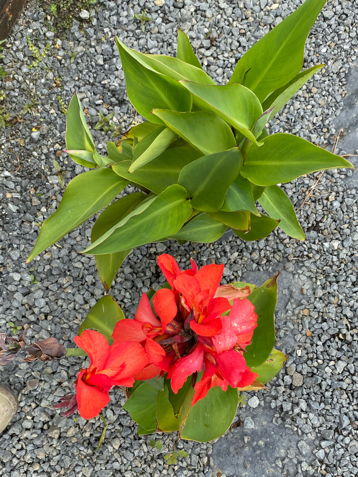 Canna Cannova Red