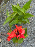 Canna 'Cannova Red'