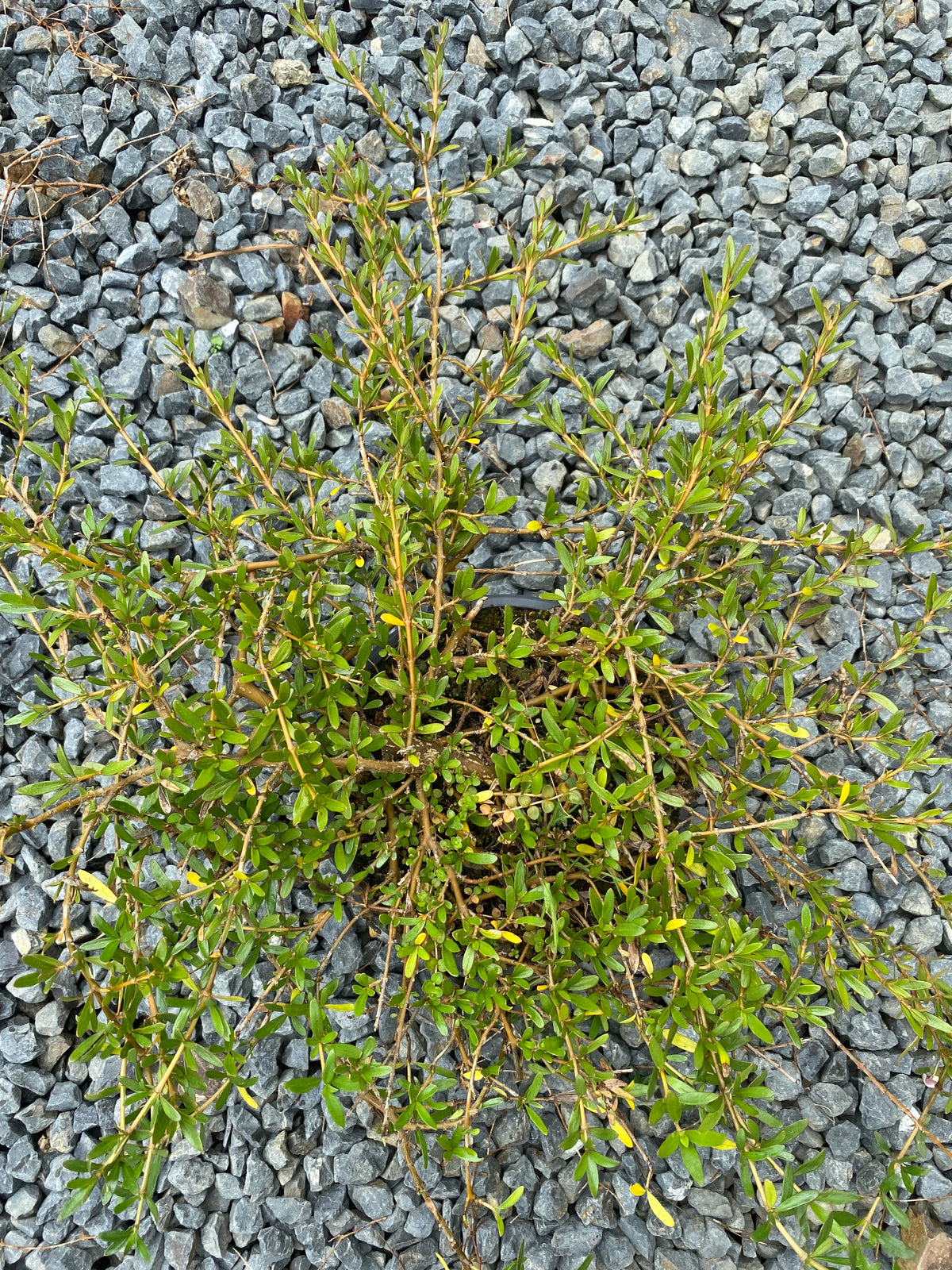 Coprosma Kirkii