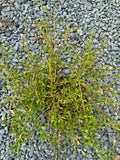 Coprosma kirkii