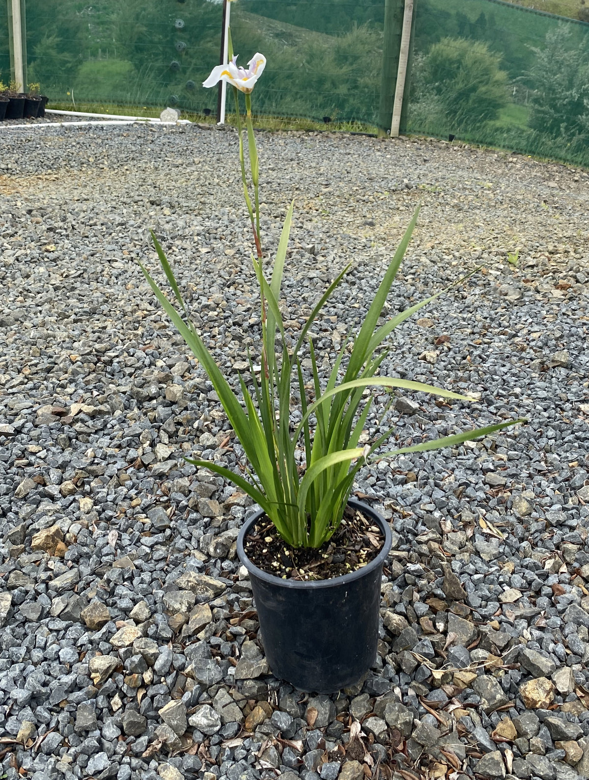 Dietes Grandiflora Weka Nurseries dietes-grandiflora-weka-nurseries