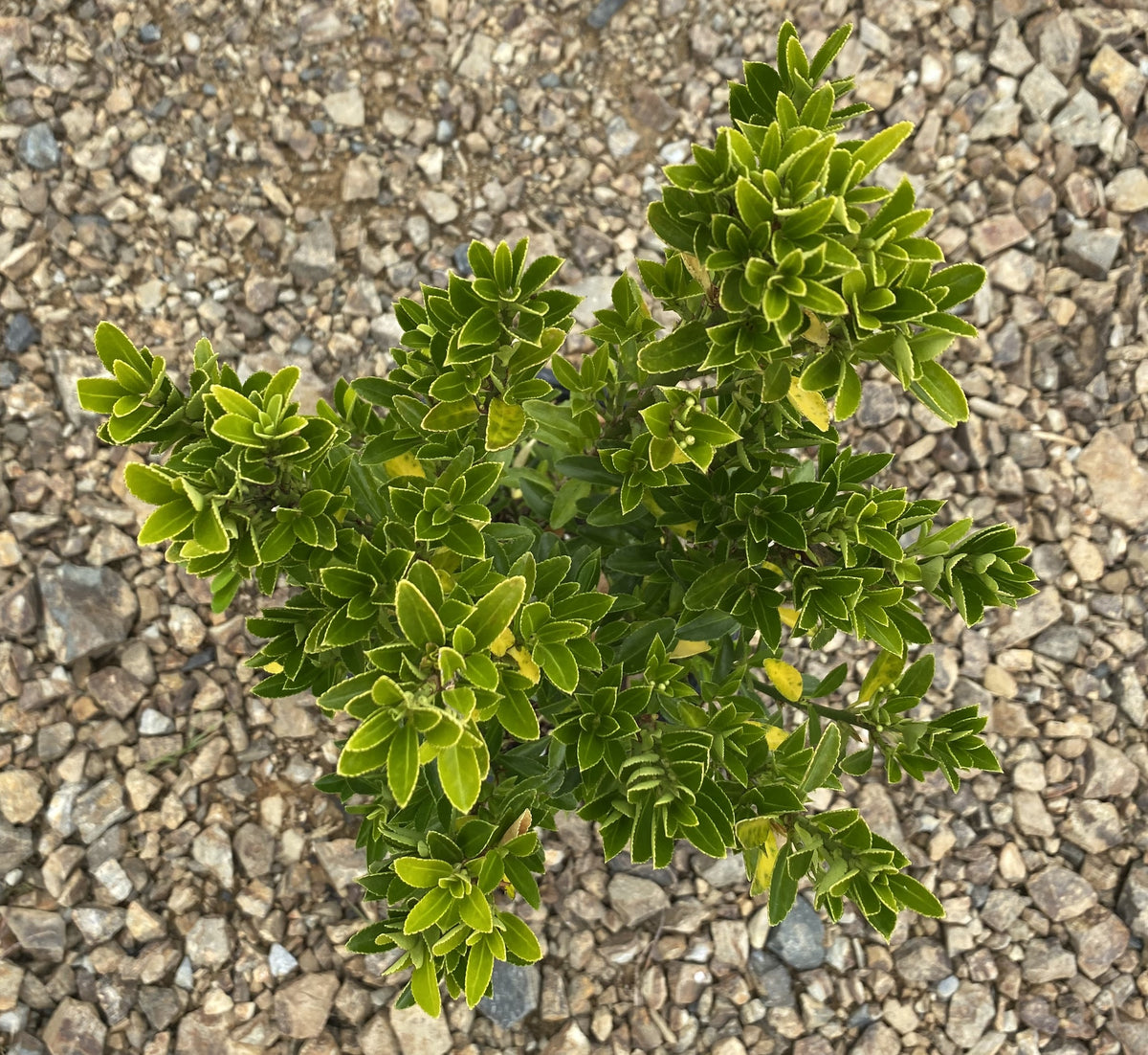 Euonymus Emerald Green