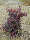 Loropetalum 'China Pink'