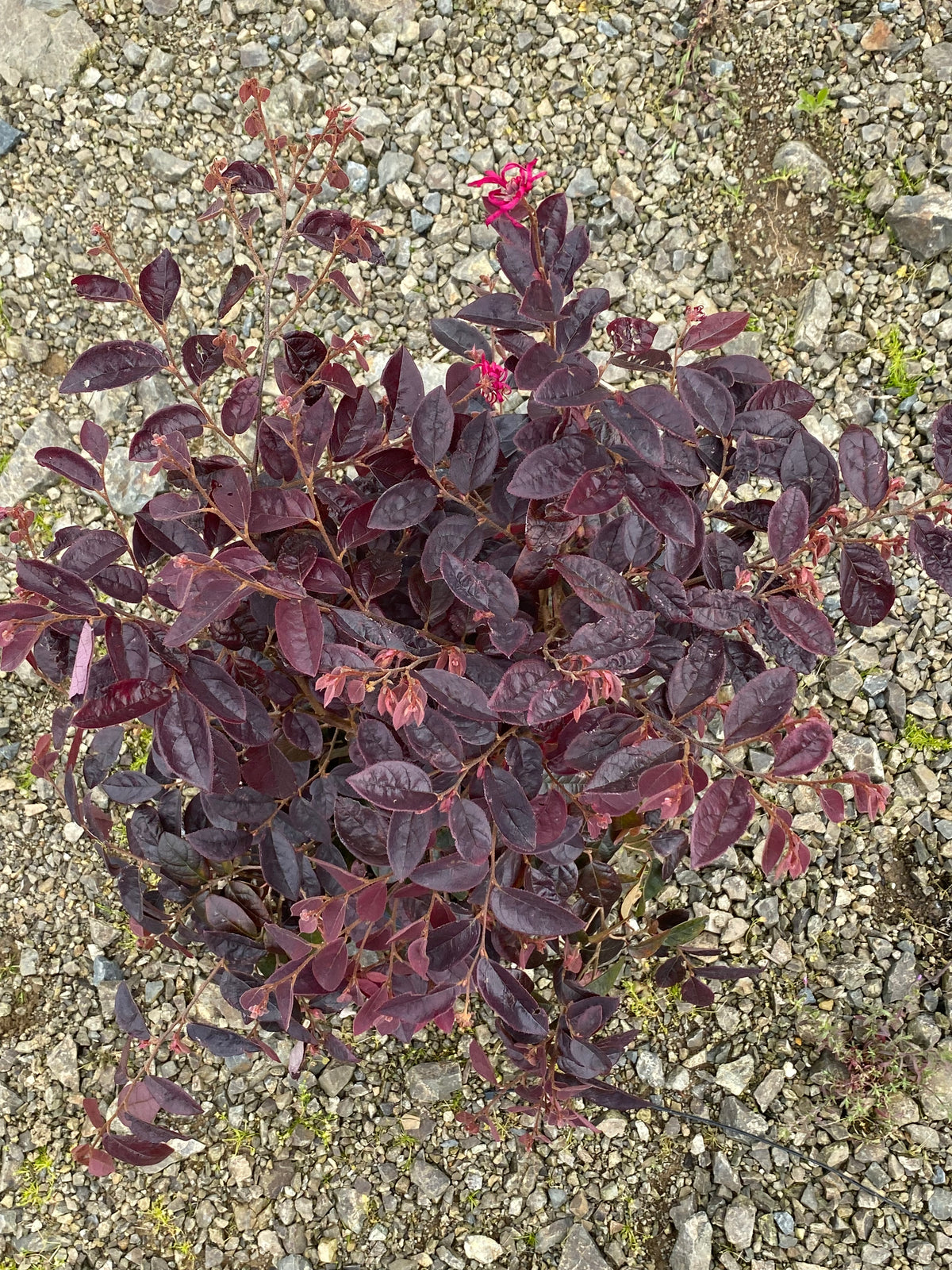 Loropetalum China Pink