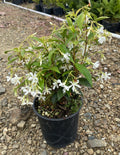 Trachelospermum Jasminoides