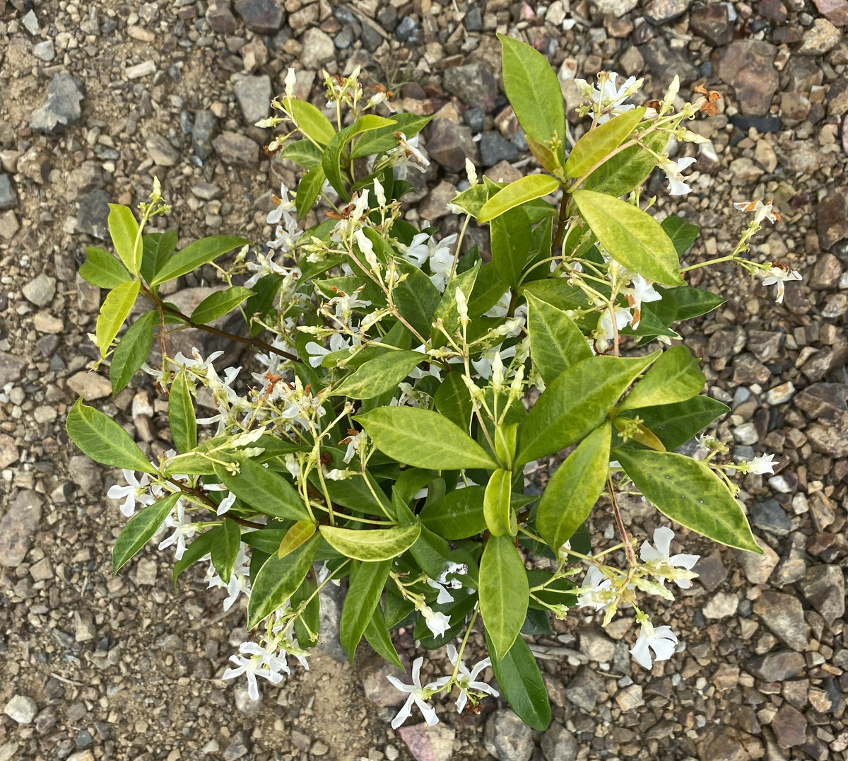 Trachelospermum Jasminoides